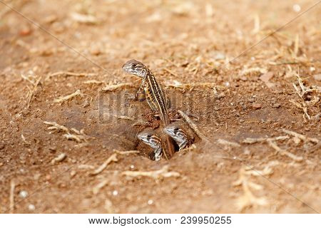 Newborn Butterfly Lizard /butterfly Agama (leiolepis Belliana Ssp. Ocellata) Emerge From The Burrow