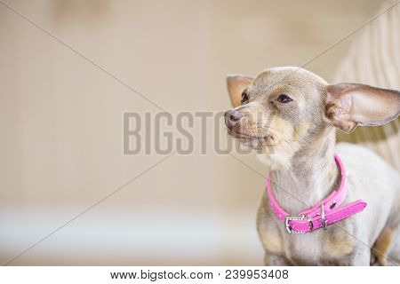 Little Pinscher Ratter Prazsky Krysarik Purebreed Small Dog Sitting Relaxing And Chilling On Sofa Co