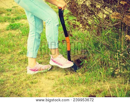 Woman Gardener Digs Ground Soil With Shovel For Removal Withered Dried Thuja Tree From Her Backyard.