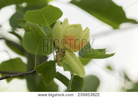 Tulip Tree In Bloom At Park