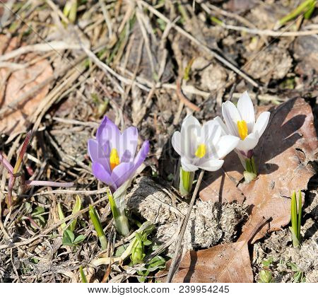 Two White Crocus And One Purple Flower In Spring