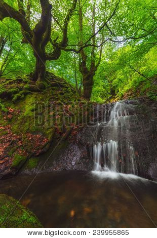 Spring Green Forest At Gorbea Natural Park