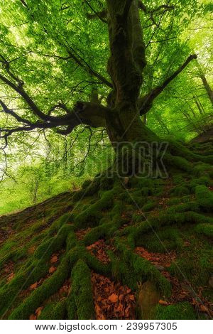 Spring Green Forest At Gorbea Natural Park