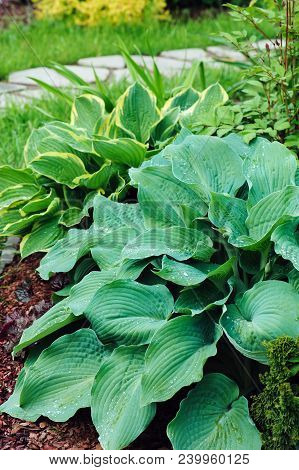 Different Hostas Planted With Astilbe In Garden Mixed Border. Shade Tolerant Plants In Summer