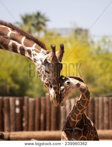 Father And Son Giraffe Share A Tender Moment Nuzzling