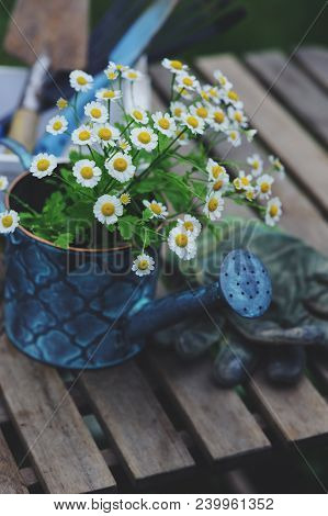 Garden Work Still Life In Summer. Camomile Flowers, Gloves And Toold On Wooden Table Outdoor In Sunn