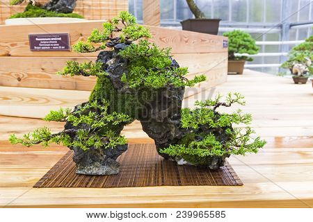 Bonsai - Chinese Juniper (juniperus Chinensis). Composition On A Stone. Age - About 10 Years. Exhibi