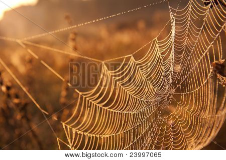 Web v Rosa