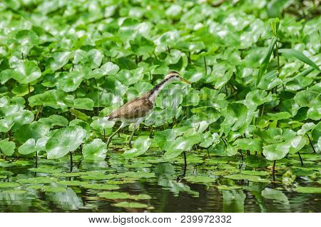 Juvenile Wattled Jacana (jacana Jacana) With Its Typical Chestnut Plumage, White Underpart, Yellow B