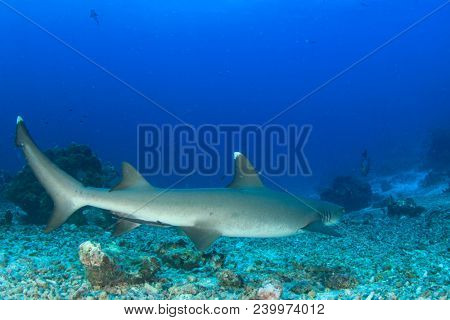 Whitetip Reef Shark