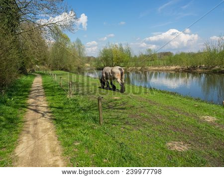 at the river berkel in the netherlands