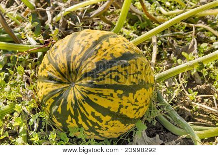 Courge potiron dans champ de ferme
