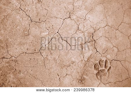 Dog Foot Print On Ground For Background Used