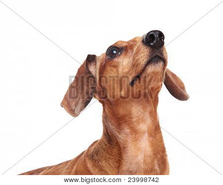 gravhund hund ser op