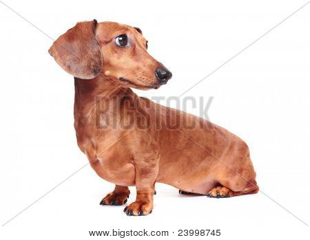 gravhund hund