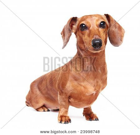 gravhund hund