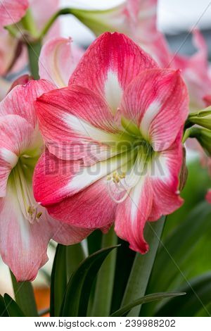 Red And White Amaryllis Flower Blooming In A Natural Garden