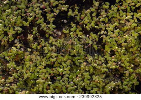 Duckweed Or Lemnoideae Is Floating Pond Plant. Leaves Bacground