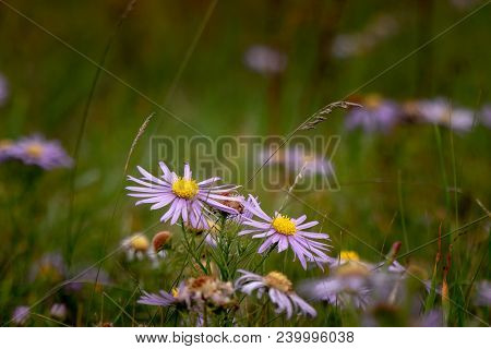 Beautiful Violet Daisy Flower Background. Bright Chamomiles , Camomiles Meadow. Summer In The Garden