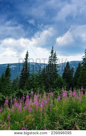 Wonderful View In The Mountain Meadow Before Rain - Lilac Willow Herb Blossoms Against The Backdrop 