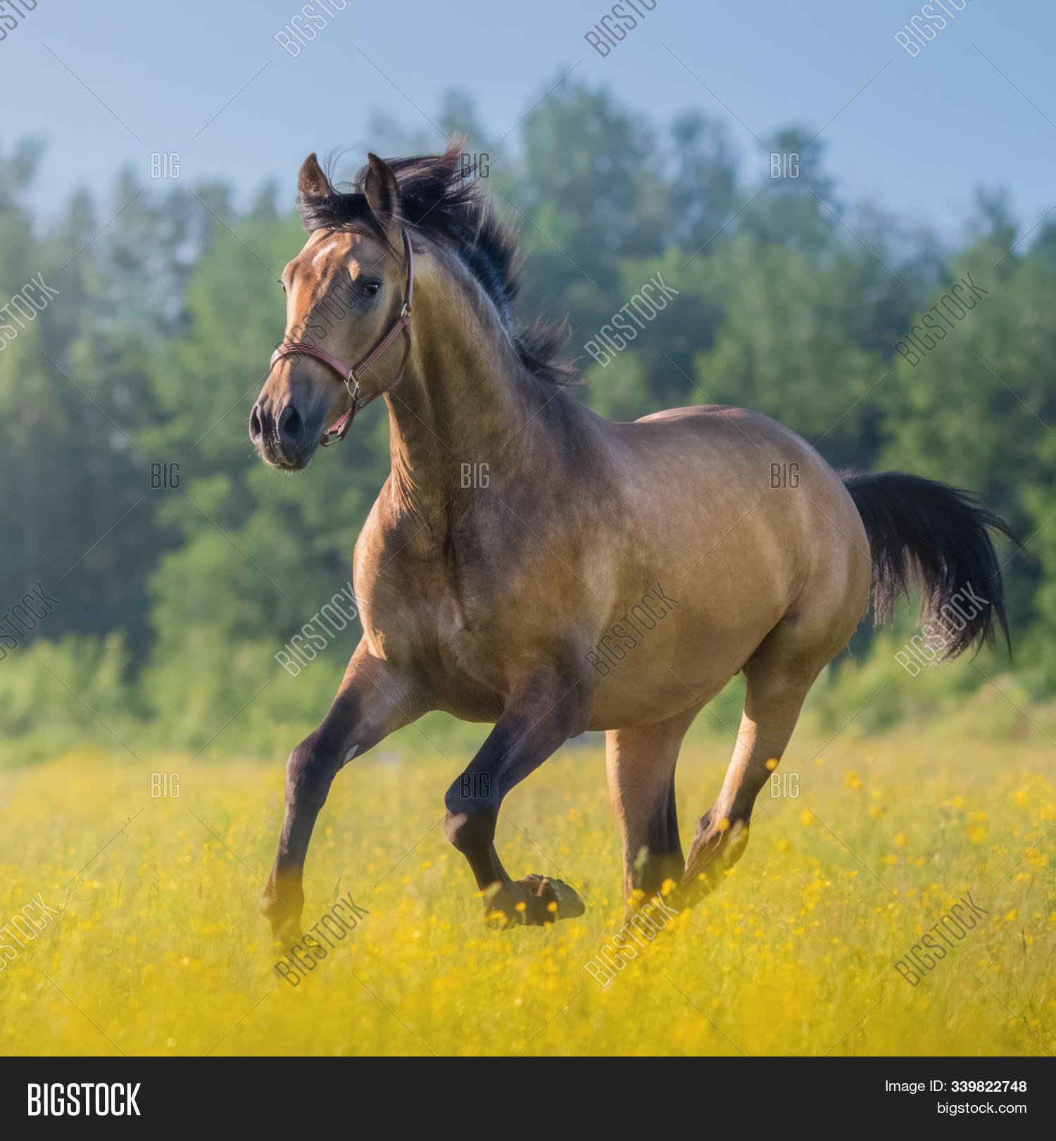 Light Bay Andalusian Image & Photo (Free Trial) Bigstock