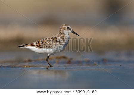 Little Stint Wading In A Lake On A Winter Morning