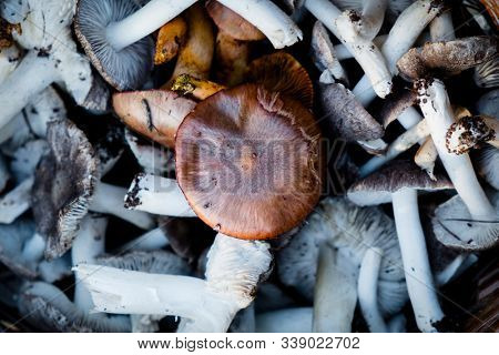 closeup of some spanish edible mushrooms, such as yellow knights, grey knights and saffron milk-caps, in a wicker basket