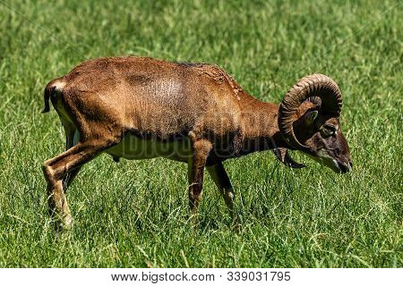European Mouflon, Ovis Orientalis Musimon. Wildlife Animal.
