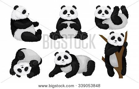 Panda Animal In Different Poses Vector Set. Bear Climbing The Tree And Turning Upside-down On The Gr