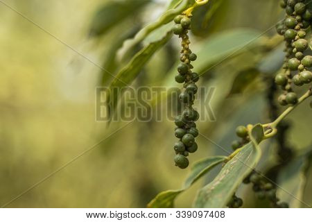 Black Pepper Plants Growing On Plantation In Asia. Ripe Green Peppers On A Trees. Agriculture In Tro