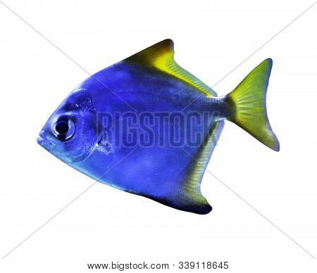 Beautiful Silver Moony Fish On White Background