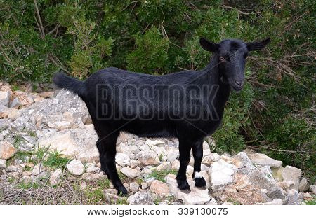 A Black Goat On Top Of A Wall In The Countryside, In Mallorca.