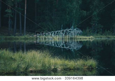 Floating Island On A Dystrophic Lake