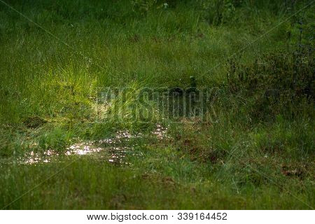 Shore Of A Dystrophic Lake