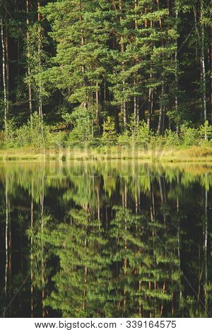 Forest Reflection In Calm Water Of Dystrophic Lake