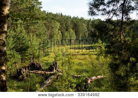 Dystrophic Lake In The Middle Of Forest