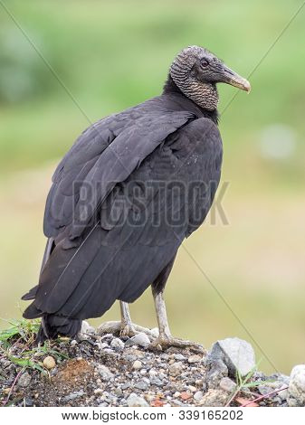 Black Vulture Bird Perched On A Stone