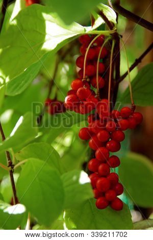 Wonderful Closeup Image Of A Bunch Of Red Berries Hanging Down Under The Shadow Of Green Leaves.