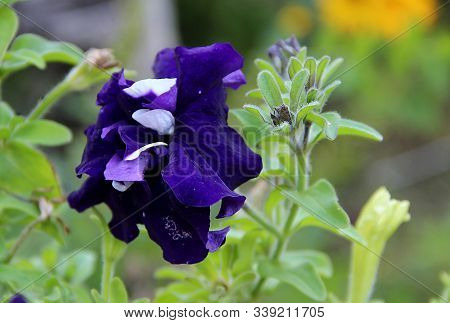 Unusual View Of An Ordinary Flower Of Dark Blue Color With Cyan Shade