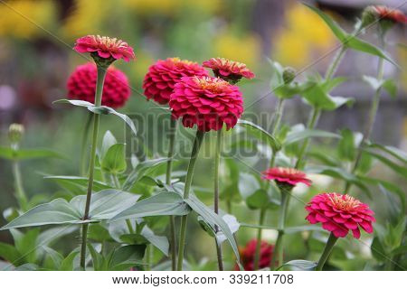 Amazing Landscape Of A Group Of Red Flowers Round Shaped And Ball Shaped.