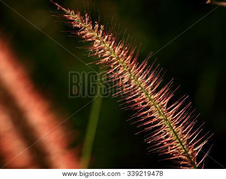 Desho Grass Pennisetum Pedicellatum On A Green Background