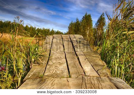 River Pier In Sedge And Calamus. Relaxation And Relaxation On The Beach. Belarus. Salihorsk.