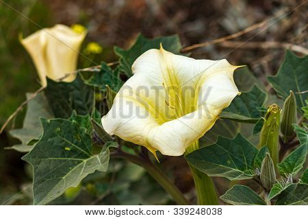A Wild Jimson Weed Plant With Blooms And Leaves Growing