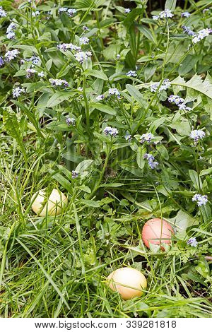 Three Easter Eggs Hidden In Flower Garden Near Forget-me-not