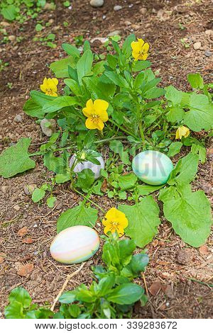Three Easter Eggs Hidden In Flower Garden Near Pansys