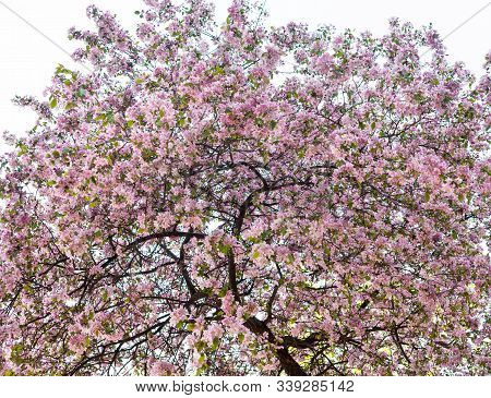 Pink Spring Blossom. Blooming Branches In The Garden.
