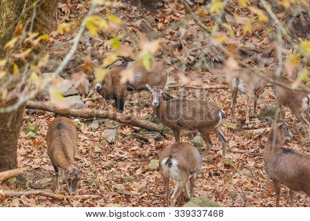 Wild moufflon in Cyprus forest