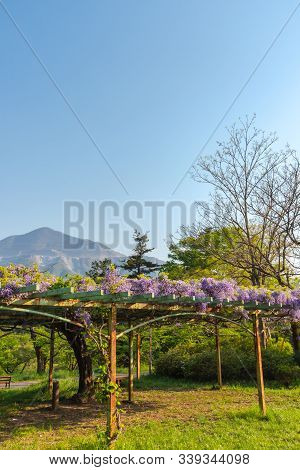 View Of Mount Buko Or Buko-zan With Beautiful Full Bloom Of Purple Pink Wisteria Blossom Trees Trell