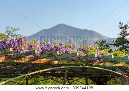 View Of Mount Buko Or Buko-zan With Beautiful Full Bloom Of Purple Pink Wisteria Blossom Trees Trell