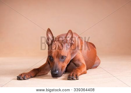 red dog Thai ridgeback breed lies on a red background